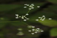 Pimpinella heyneana